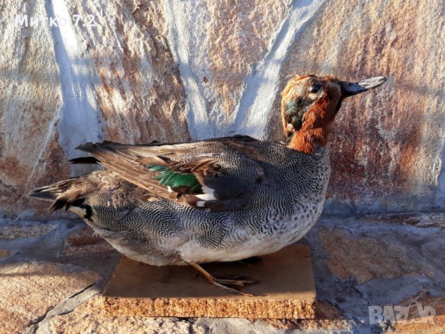 препарирана патица, снимка 2 - Декорация за дома - 30949317