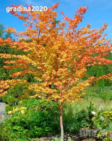     Ацер - Санго Каку