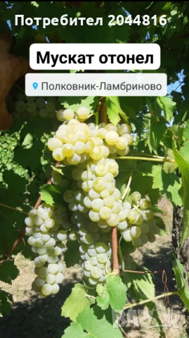 Грозде Мускат Отонел , снимка 1