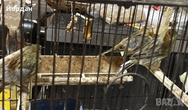 Женски зелени канари, снимка 4 - Канари - 51695062