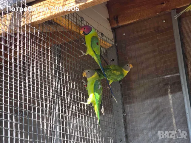 сливоглави александри, снимка 2 - Папагали - 47920601