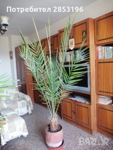 Голяма палма ФИНИКОВА , снимка 5 - Градински цветя и растения - 36742943