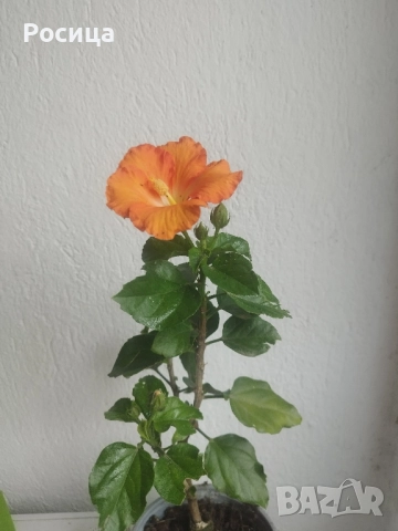 хибискус , снимка 2 - Стайни растения - 52336024