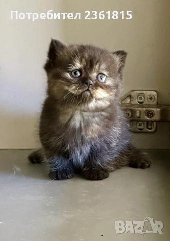 Шоколадово британче, снимка 8 - Британска късокосместа - 54311571