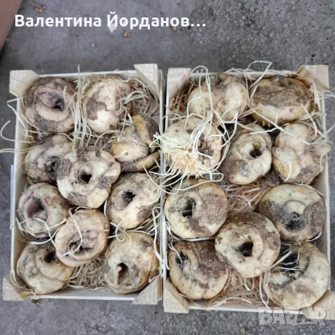 луковици Фритилария ходжово лале и амаралис 