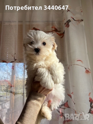 Йорки Голд Дъст, снимка 2 - Йоркширски териер - 53904181