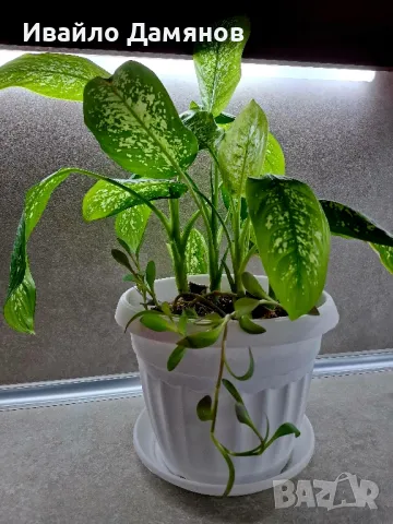 Стайно цвете / цвете Дифенбахия (Dieffenbachia), снимка 5 - Стайни растения - 48727857