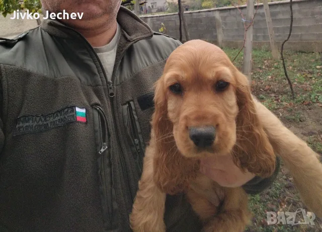 Кокер Шпаньол,, , снимка 2 - Кокер шпаньол - 56493038