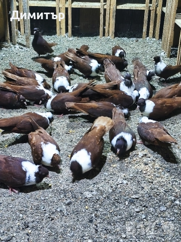 Чирпански гълъби , снимка 3 - Гълъби - 52937535