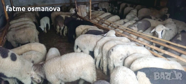 Агнета планински, снимка 2 - Овце - 54007449