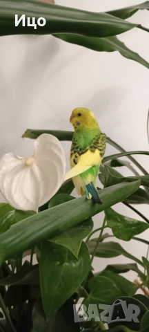 Социални вълнисти папагали, снимка 4 - Папагали - 52106934