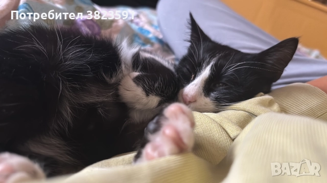 Подарявам мъжkо котенце на 4 месеца - Батман, снимка 5 - Други - 51780705