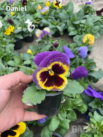 Теменужки и парички, снимка 6 - Градински цветя и растения - 53939781