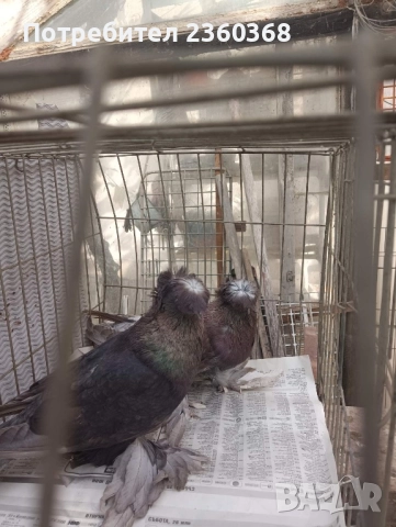 Динкеши и Бухари, снимка 7 - Гълъби - 52571617