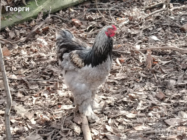 Продавам петли Брама и Каюги, снимка 3 - други­ - 52947667