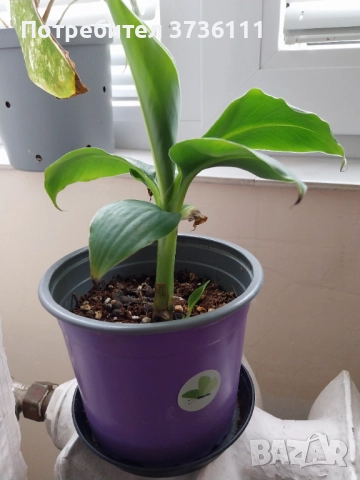 Monstera Indonesia Marble, снимка 3 - Стайни растения - 52300367