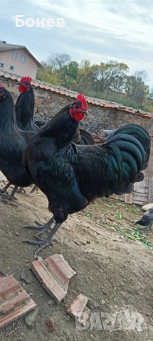Петли Австролорп, снимка 5 - Кокошки и пуйки - 52185791