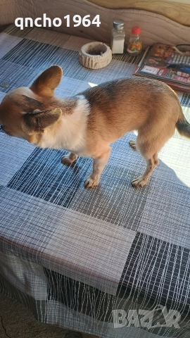 чихуахуа , снимка 6 - Чихуахуа - 52663276