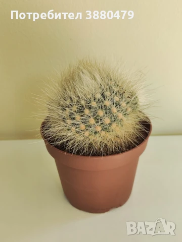 красив кактус в саксийка, снимка 1