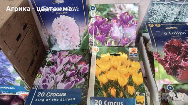 РОЗИ корени НОВО ЗАРЕЖДАНЕ от лицензиран разсадник , снимка 9 - Градински цветя и растения - 42675882