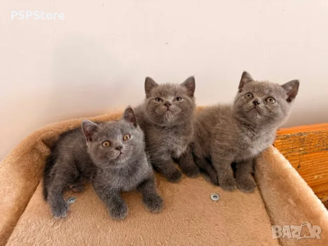 Британски котенца – 2 мъжки и 1 женско 🐱