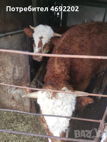 Мъжки телета лимозин, снимка 2 - Крави - 52897763