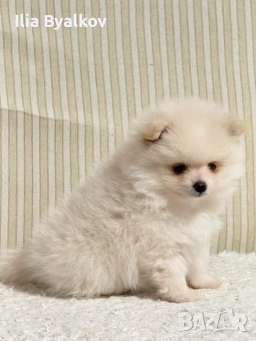 Померан шпиц, снимка 2 - Померан - 52958589