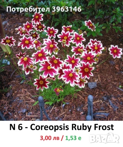 ГРАДИНСКИ Многогодишни Цветя..., снимка 7 - Градински цветя и растения - 51078747