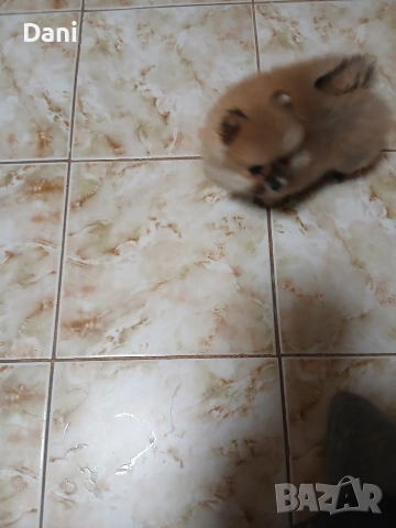 Mini Pomeran, снимка 8 - Померан - 54274482