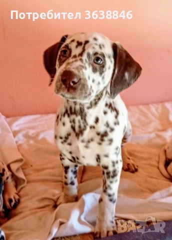 Далматинци/далматинец, снимка 2 - Други - 52622306