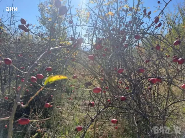 Домашен Шипков Мармалад със и без захар , снимка 3 - Домашни продукти - 49619412