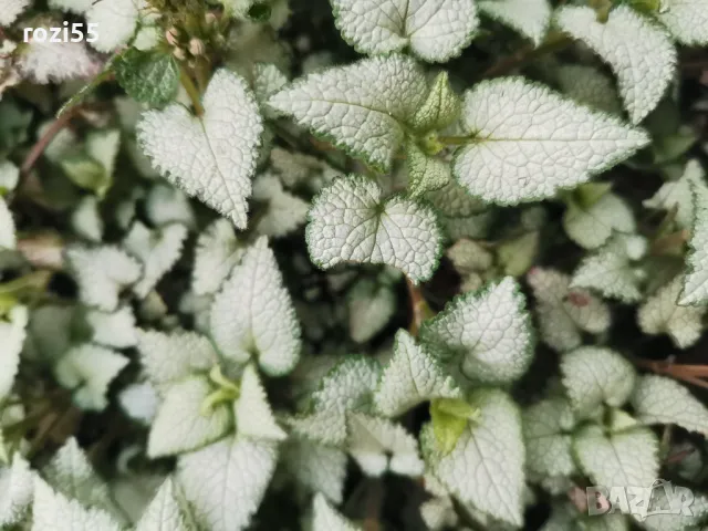 Продавам многогодишни студоустойчиви цветя от моята градина на гол корен., снимка 8 - Градински цветя и растения - 49873504