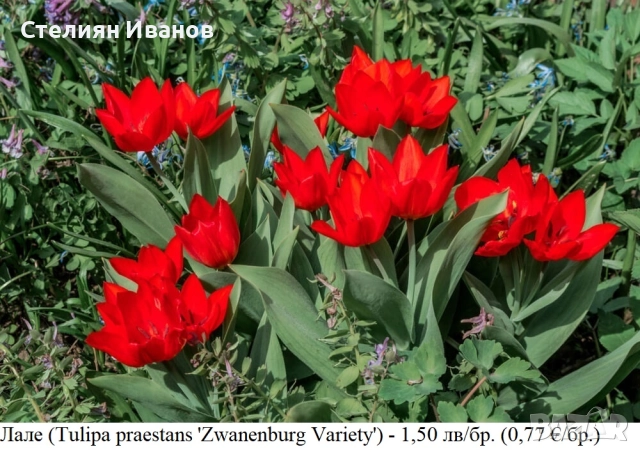 Лале (Tulipa praestans 'Zwanenburg Variety') - луковици