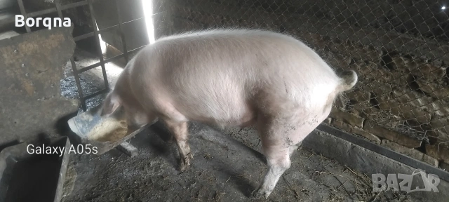 Мъжко изкупено прасе 