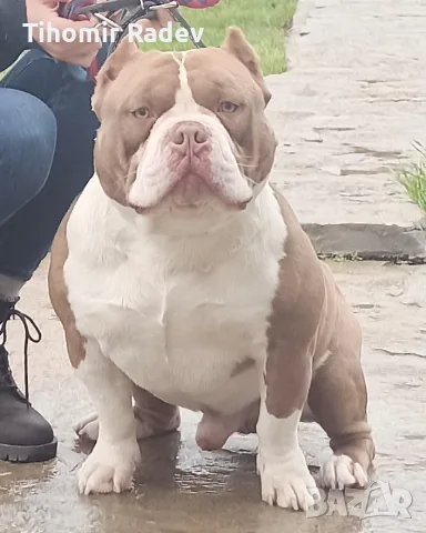 American Bully Pocket, снимка 11 - Други - 55984399