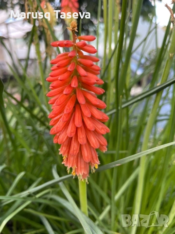 Книфофия и пампаска трева , снимка 2 - Градински цветя и растения - 54329437