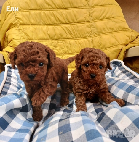 Той пудел- момиче и момче