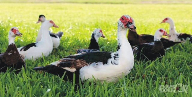 оплодени и проверени Яйца ПАТИЦА -Разплодни яйца за люпене от НЕМИ Патки порода Мускусна Турска, снимка 12 - Кокошки и пуйки - 54196551