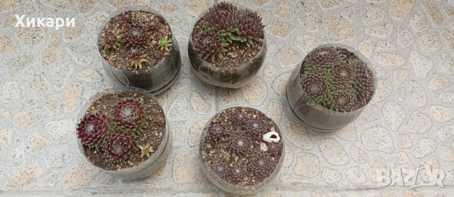 Семпервивум - дебелец  