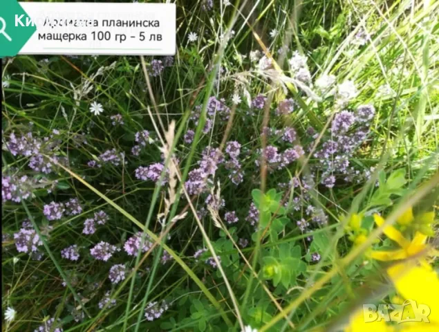 жълт кантарион, снимка 5 - Други - 50226262