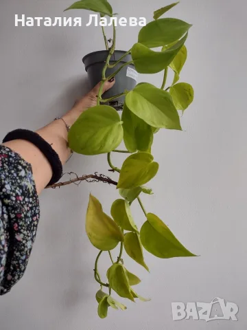Епипремнум, Epipremnum aureum Champs-Élysées