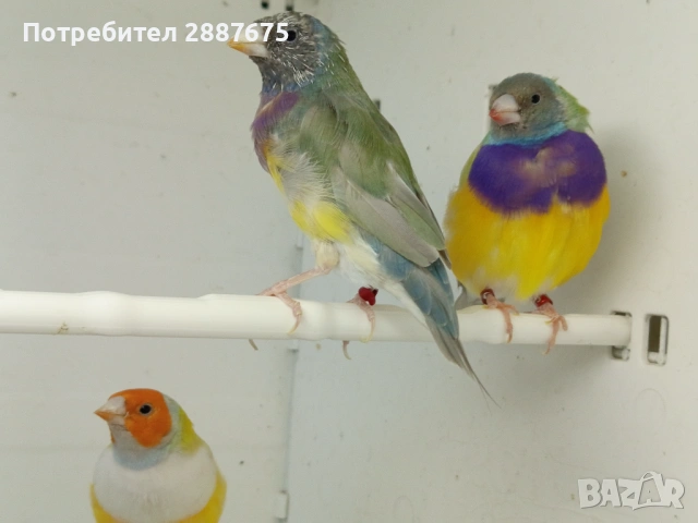 Гулдови амадини , снимка 3 - Амадини - 54332589