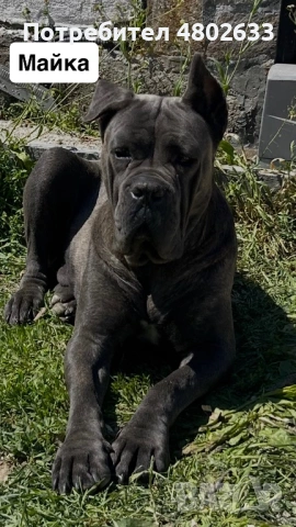 Продавам Кане Корсо кученца, снимка 9 - Кане корсо - 54253951