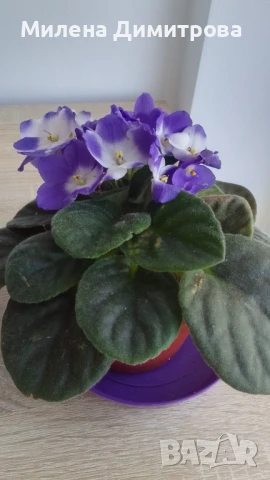 Сентполия - Африканска теменужка , снимка 3 - Стайни растения - 51164051