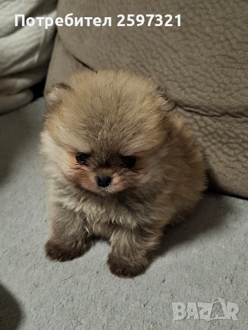 Померан, снимка 2 - Померан - 54015903