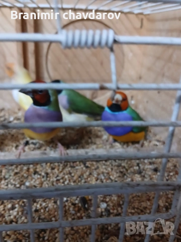 продавам гулдови папагалови и други амадини, снимка 11 - Амадини - 53966911