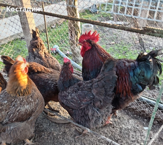 Оплодени яйца от катунска кокошка , снимка 2 - Кокошки и пуйки - 53915414