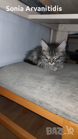 Коте на два месеца 