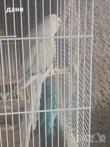 Продавам женски малък александр, снимка 2 - Папагали - 52743965