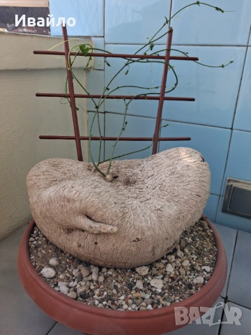 Сукуленти само за ценители